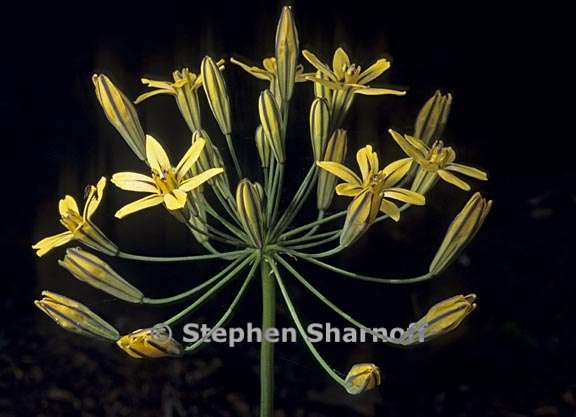 triteleia ixioides ssp anilina 3 graphic